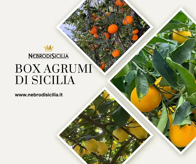 Box Agrumi di Sicilia — Nebrodi Sicilia