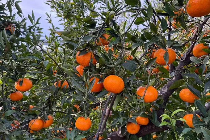 Mandarini Siciliani dei Nebrodi — Nebrodi Sicilia
