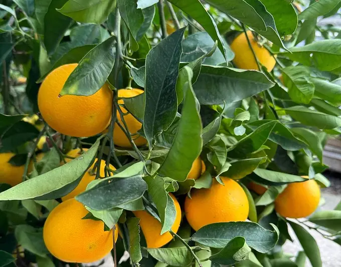 Arance Siciliane dei Nebrodi — Nebrodi Sicilia